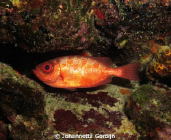Glass eye snapper by Johannetta Gordijn 